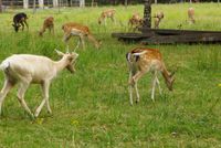 Waldhotel Boizenburg, Hamburg, Dresden, Camping, Restaurant, Veranstaltungen, Camping, Camping im Grünen, Bio-Landwirtschaft, Bauernhof, Bio, Ziegen, Streichzoo, Tiere, Grün, Hirsch, Reh